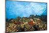 Scuba Diving at Molokini Crater, Maui, Hawaii, USA-Stuart Westmorland-Mounted Photographic Print