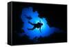 Scuba Diving in Cave-Rich Carey-Framed Stretched Canvas
