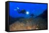 Scuba Diving in Ocean-Rich Carey-Framed Stretched Canvas