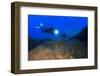 Scuba Diving in Ocean-Rich Carey-Framed Photographic Print