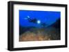 Scuba Diving in Ocean-Rich Carey-Framed Photographic Print