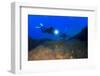 Scuba Diving in Ocean-Rich Carey-Framed Photographic Print