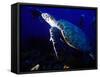 Scuba Diving in Soufriere Bay with Loggerhead Turtle, Dominica, Caribbean-Greg Johnston-Framed Stretched Canvas