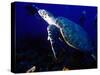 Scuba Diving in Soufriere Bay with Loggerhead Turtle, Dominica, Caribbean-Greg Johnston-Stretched Canvas