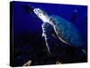 Scuba Diving in Soufriere Bay with Loggerhead Turtle, Dominica, Caribbean-Greg Johnston-Stretched Canvas