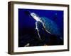 Scuba Diving in Soufriere Bay with Loggerhead Turtle, Dominica, Caribbean-Greg Johnston-Framed Premium Photographic Print