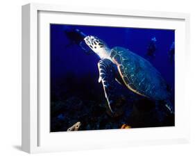 Scuba Diving in Soufriere Bay with Loggerhead Turtle, Dominica, Caribbean-Greg Johnston-Framed Premium Photographic Print