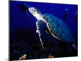 Scuba Diving in Soufriere Bay with Loggerhead Turtle, Dominica, Caribbean-Greg Johnston-Mounted Premium Photographic Print