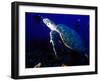 Scuba Diving in Soufriere Bay with Loggerhead Turtle, Dominica, Caribbean-Greg Johnston-Framed Photographic Print