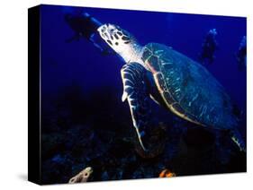 Scuba Diving in Soufriere Bay with Loggerhead Turtle, Dominica, Caribbean-Greg Johnston-Stretched Canvas