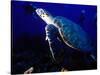 Scuba Diving in Soufriere Bay with Loggerhead Turtle, Dominica, Caribbean-Greg Johnston-Stretched Canvas