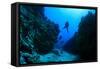 Scuba Diving in Underwater Canyon-Rich Carey-Framed Stretched Canvas