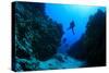 Scuba Diving in Underwater Canyon-Rich Carey-Stretched Canvas