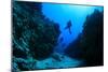 Scuba Diving in Underwater Canyon-Rich Carey-Mounted Photographic Print