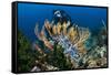 SCUBA Diving, Indonesia-Georgette Douwma-Framed Stretched Canvas