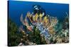 SCUBA Diving, Indonesia-Georgette Douwma-Stretched Canvas