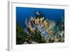 SCUBA Diving, Indonesia-Georgette Douwma-Framed Premium Photographic Print