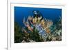 SCUBA Diving, Indonesia-Georgette Douwma-Framed Photographic Print