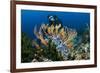 SCUBA Diving, Indonesia-Georgette Douwma-Framed Photographic Print