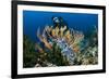 SCUBA Diving, Indonesia-Georgette Douwma-Framed Photographic Print