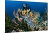 SCUBA Diving, Indonesia-Georgette Douwma-Mounted Photographic Print