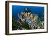 SCUBA Diving, Indonesia-Georgette Douwma-Framed Photographic Print