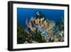 SCUBA Diving, Indonesia-Georgette Douwma-Framed Photographic Print