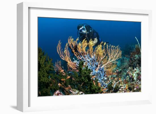 SCUBA Diving, Indonesia-Georgette Douwma-Framed Photographic Print