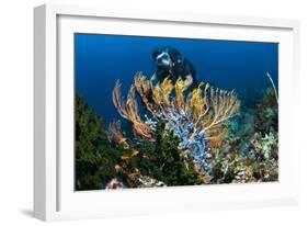 SCUBA Diving, Indonesia-Georgette Douwma-Framed Photographic Print