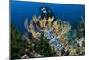 SCUBA Diving, Indonesia-Georgette Douwma-Mounted Photographic Print