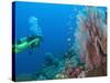 Scuba Diving Near Gorgonian Sea Fan and Schooling Anthias Fish, Raja Ampat Region of Papua-Stuart Westmoreland-Stretched Canvas