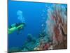 Scuba Diving Near Gorgonian Sea Fan and Schooling Anthias Fish, Raja Ampat Region of Papua-Stuart Westmoreland-Mounted Photographic Print