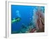 Scuba Diving Near Gorgonian Sea Fan and Schooling Anthias Fish, Raja Ampat Region of Papua-Stuart Westmoreland-Framed Photographic Print