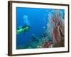 Scuba Diving Near Gorgonian Sea Fan and Schooling Anthias Fish, Raja Ampat Region of Papua-Stuart Westmoreland-Framed Photographic Print