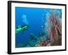 Scuba Diving Near Gorgonian Sea Fan and Schooling Anthias Fish, Raja Ampat Region of Papua-Stuart Westmoreland-Framed Photographic Print