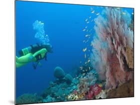 Scuba Diving Near Gorgonian Sea Fan and Schooling Anthias Fish, Raja Ampat Region of Papua-Stuart Westmoreland-Mounted Photographic Print