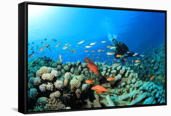 Scuba Diving on a Coral Reef with Fish-Rich Carey-Framed Stretched Canvas