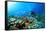 Scuba Diving on a Coral Reef with Fish-Rich Carey-Framed Stretched Canvas