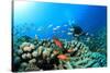 Scuba Diving on a Coral Reef with Fish-Rich Carey-Stretched Canvas