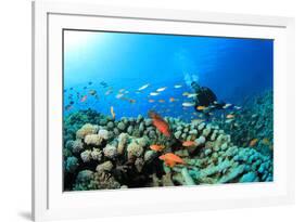Scuba Diving on a Coral Reef with Fish-Rich Carey-Framed Photographic Print