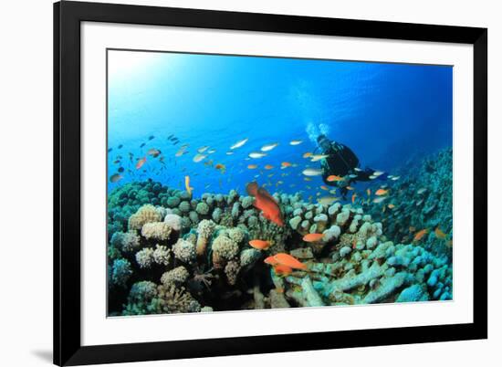 Scuba Diving on a Coral Reef with Fish-Rich Carey-Framed Photographic Print