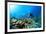 Scuba Diving on a Coral Reef with Fish-Rich Carey-Framed Photographic Print