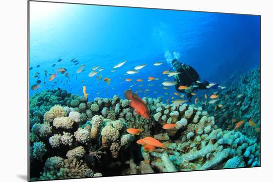 Scuba Diving on a Coral Reef with Fish-Rich Carey-Mounted Photographic Print