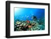 Scuba Diving on a Coral Reef with Fish-Rich Carey-Framed Photographic Print