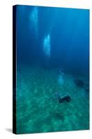 Scuba Diving-Matthew Oldfield-Stretched Canvas