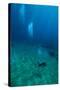 Scuba Diving-Matthew Oldfield-Stretched Canvas