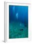 Scuba Diving-Matthew Oldfield-Framed Premium Photographic Print