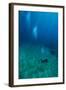 Scuba Diving-Matthew Oldfield-Framed Premium Photographic Print