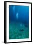 Scuba Diving-Matthew Oldfield-Framed Premium Photographic Print