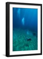 Scuba Diving-Matthew Oldfield-Framed Photographic Print